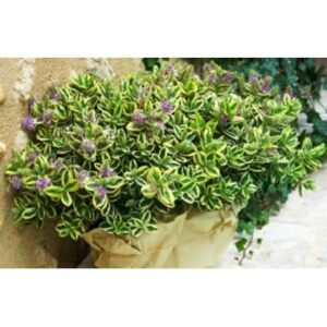 Coupe de deux plantes vivaces véroniques dans un pot disponible sur le comparateur bloomyrama