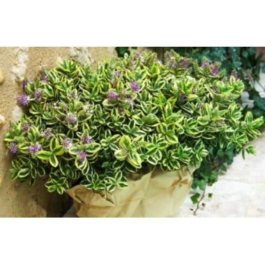 Coupe de deux plantes vivaces véroniques dans un pot disponible sur le comparateur bloomyrama