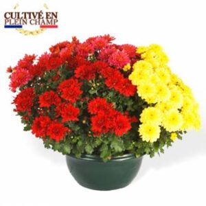 Coupe de 3 chrysanthèmes rouges et jaunes L'Agitateur Floral disponible sur bloomyrama