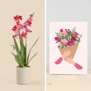 Orchidée rouge Cambria Nelly isler livraison interflora comparateur de fleurs bloomyrama