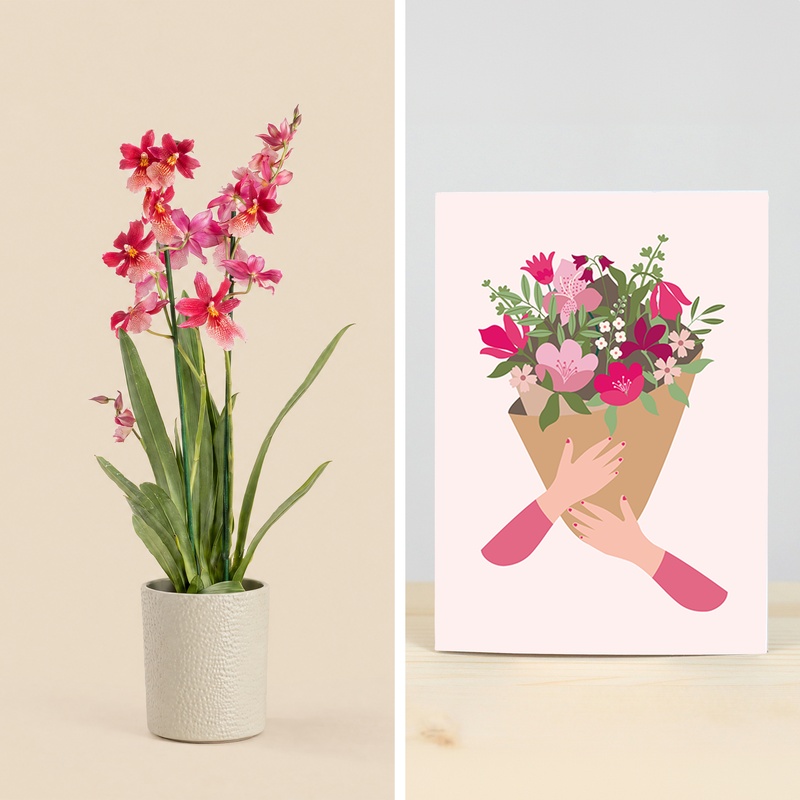 Orchidée rouge Cambria Nelly isler livraison interflora comparateur de fleurs bloomyrama