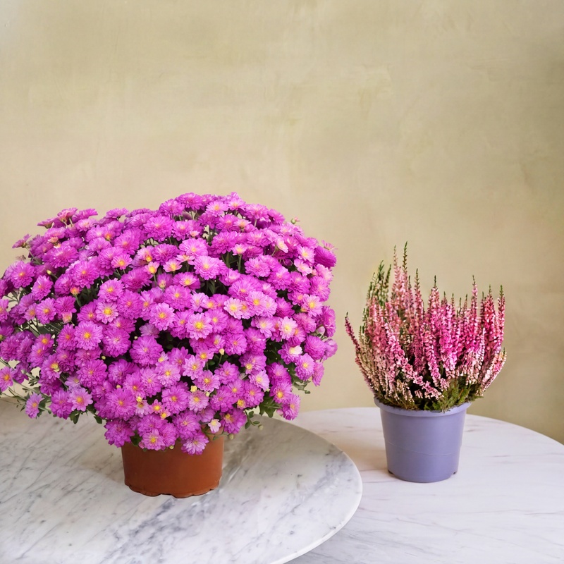chrysanthème mauve et bruyere livraison directement sur la tombe pour la toussaint - Interflora - Comparateur bloomyrama
