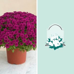 chrysanthème mauve livraison directement sur la tombe pour la toussaint - Interflora Comparateur bloomyrama