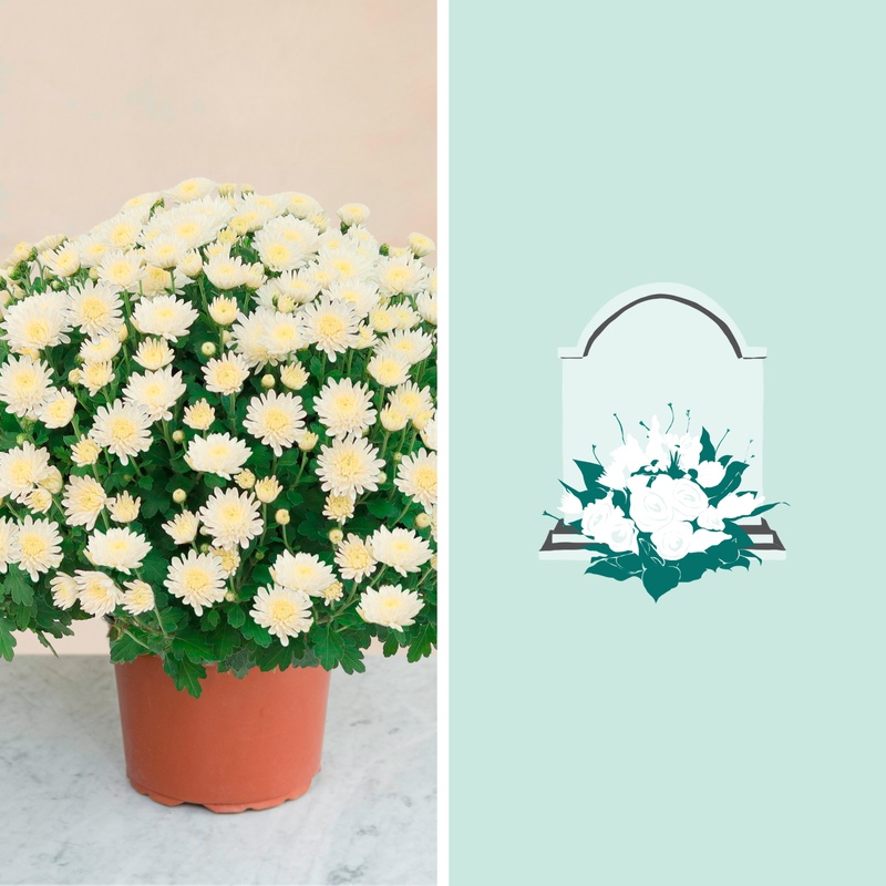 chrysanthème blanc, livraison directement sur la tombe pour la toussaint - Interflora Comparateur bloomyrama