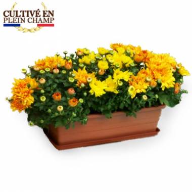 Jardinière de 3 chrysanthèmes jaunes et orange L'Agitateur Floral disponible sur bloomyrama Copier