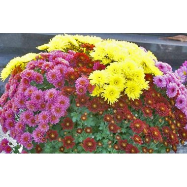 Potée de 4 chrysanthèmes multifleurs jaune, bordeaux et parme, cultivés en France. Agitateur floral, idéale pour la Toussaint.