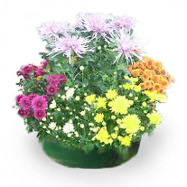 Coupe de six chrysanthèmes colorés Toussaint Agitateur floral disponible sur bloomyrama