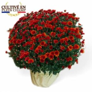 Potée de chrysanthème multifleurs rouge orange Agitateur Floral disponible sur bloomyrama