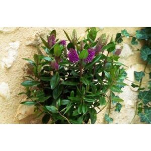 Véronique plante vivace fleurie en pot disponible sur le comparateur bloomyrama