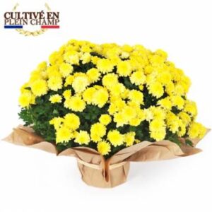 Potée de chrysanthème multifleurs jaune Pomponette disponible sur le comparateur bloomyrama