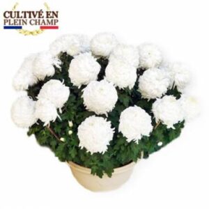 Chrysanthème boule blanc en pot L'Agitateur Floral disponible sur le comparateur bloomyrama