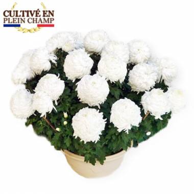 Chrysanthème boule blanc en pot L'Agitateur Floral disponible sur le comparateur bloomyrama