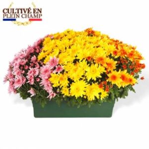 jardinière de 3 chrysanthèmes jaunes orange et roses L'Agitateur Floral sur le comparateur bloomyrama