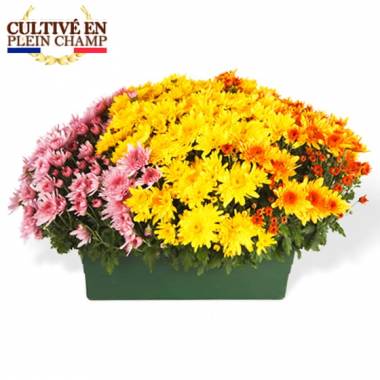 jardinière de 3 chrysanthèmes jaunes orange et roses L'Agitateur Floral sur le comparateur bloomyrama