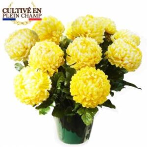 Chrysanthème boule jaune en pot L'Agitateur Floral disponible sur le comparateur bloomyrama
