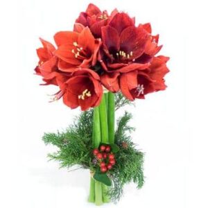 Bouquet d'amaryllis rouges L'enchanteur de L'Agitateur Floral sur le comparateur bloomyrama