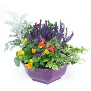 Coupe Vénus de plantes fleuries pour la Toussaint L'Agitateur Floral sur le comparateur bloomyrama